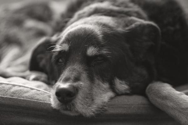 ¿Cuánta comida debes darle a tu perro?  - ¿Cuánto debe comer un perro anciano?