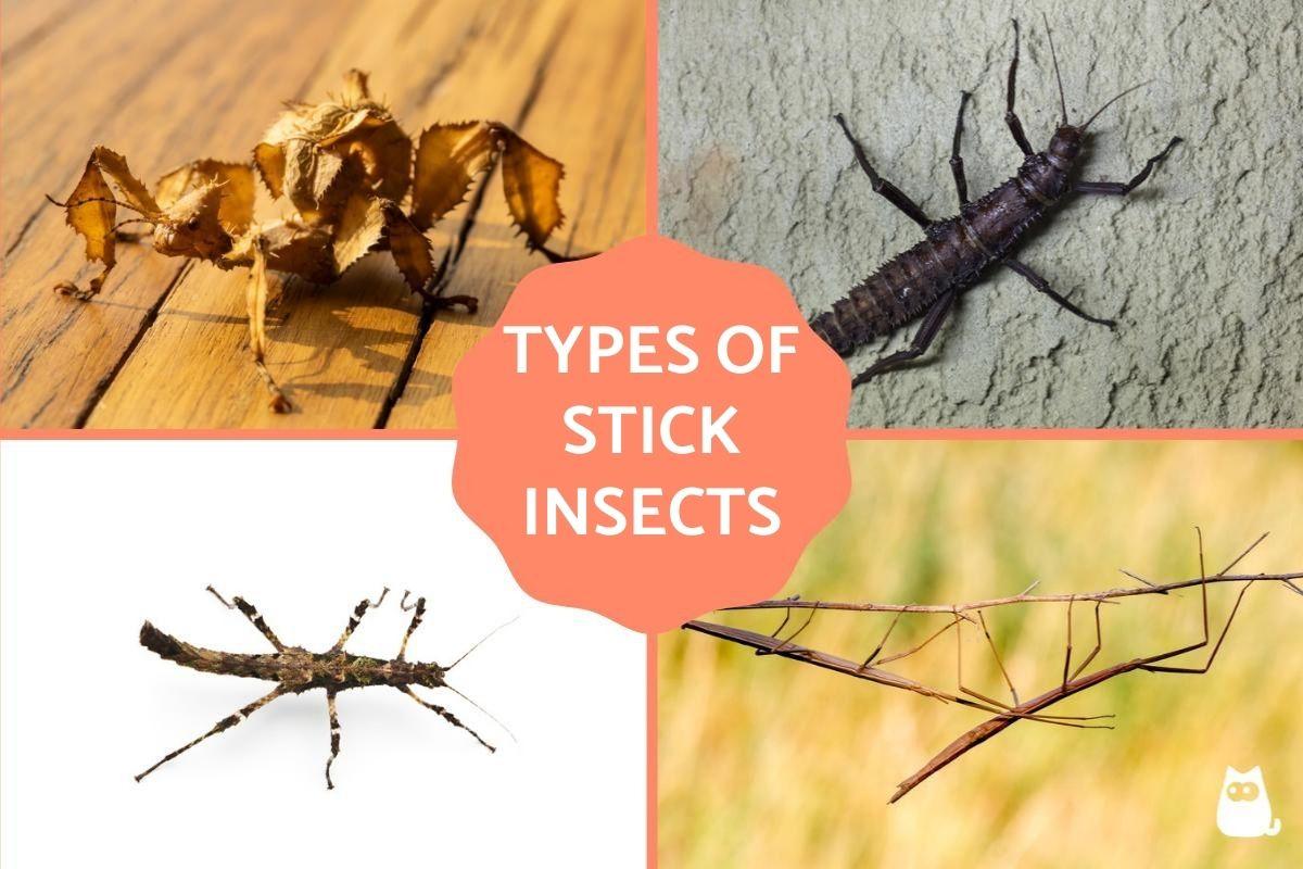 Tipos De Insectos Palo: Características De Los Chinches Palo