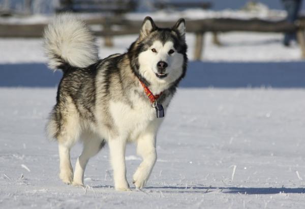 Nombres finlandeses para perros - Con significados - Nombres finlandeses para perros machos