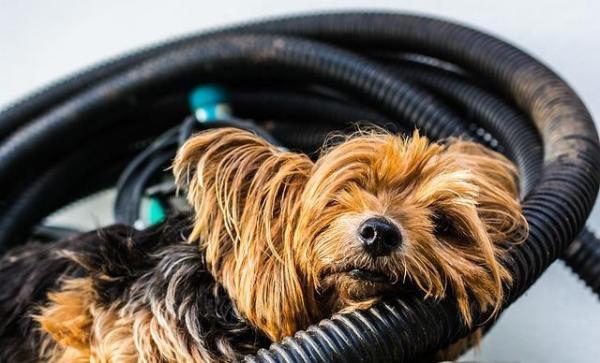 ¿Por qué mi Yorkshire Terrier ladra tanto? - Entrenar a un Yorkshire Terrier para que esté tranquilo