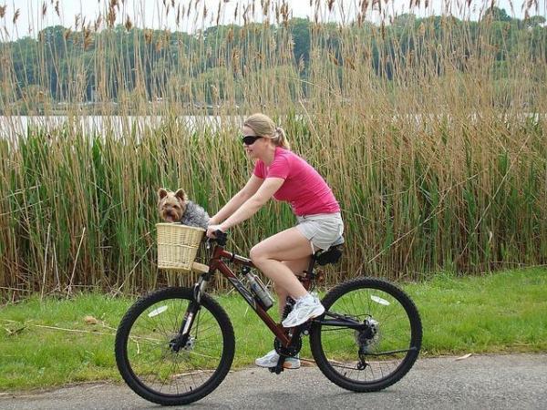 ¿Por qué mi Yorkshire Terrier ladra tanto? - Conseguir que un perro ladre menos