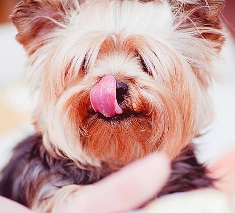 ¿Por Qué Mi Yorkshire Terrier Ladra Tanto? ¿por Qué Mi Yorkshire Terrier Ladra Tanto?
