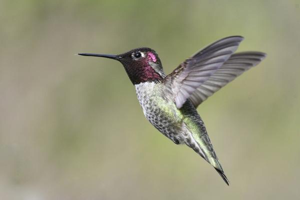 Diferentes tipos de colibrí - Colibrí de Anna (Calypte anna)