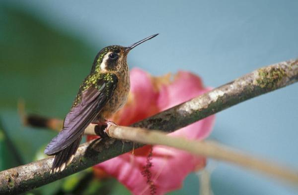 Diferentes tipos de colibrí - Colibrí moteado (Adelomyia melanogenys)