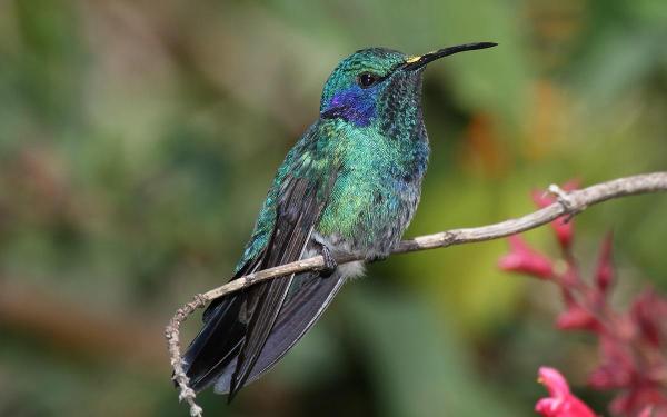 Diferentes tipos de colibrí - Violetear mexicano 