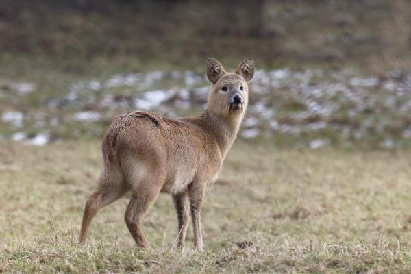 Diferentes tipos de especies de ciervos -