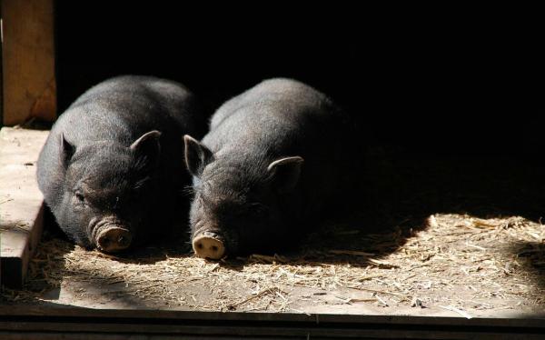 Los cerdos como mascotas: pautas y consejos generales: ¿Qué cuidados específicos necesitan los cerdos como mascotas?