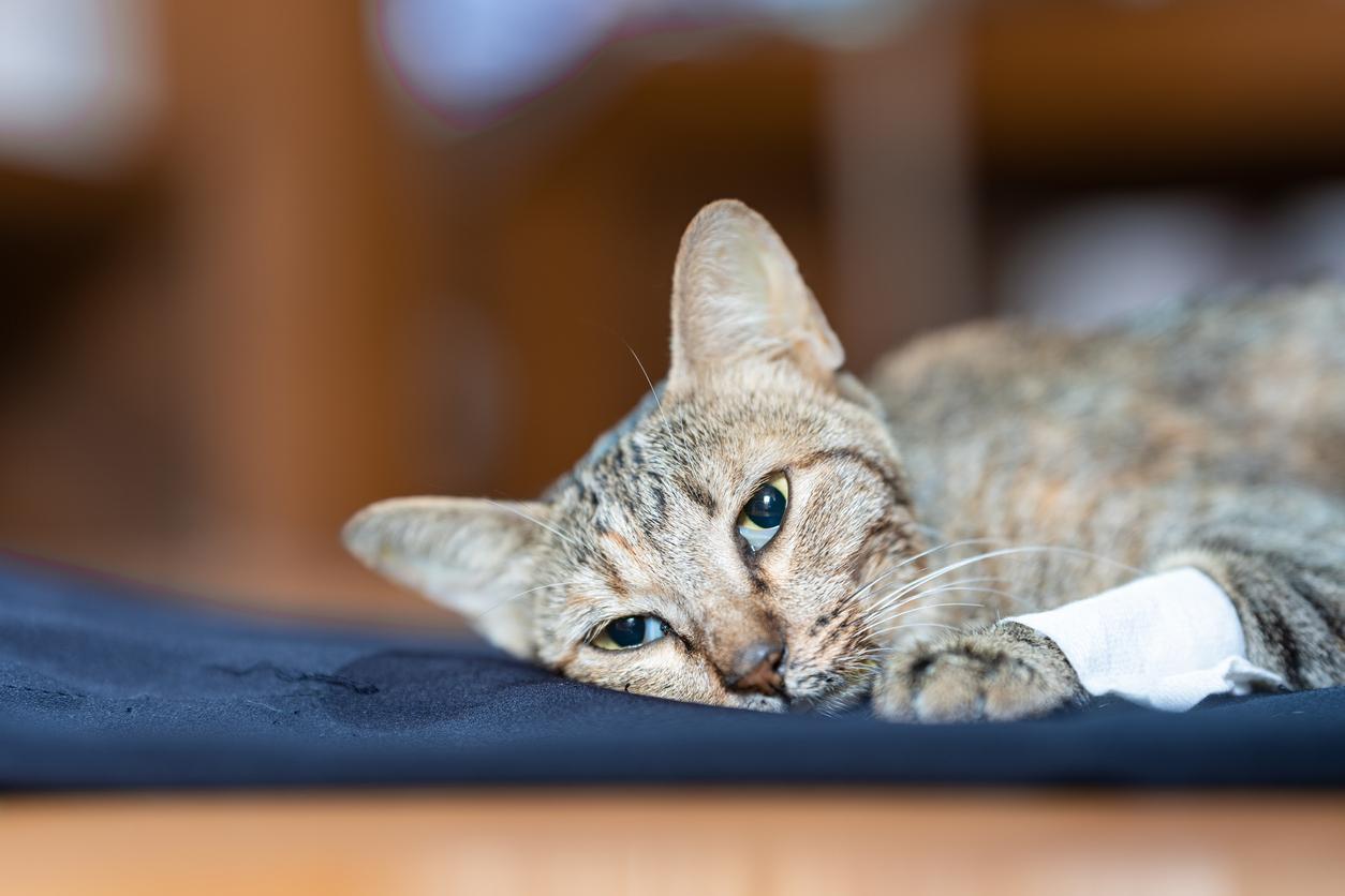 ¿cómo Sé Si Mi Gato Ha Sufrido Un Derrame Cerebral?