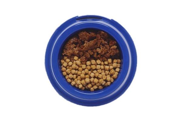 Cambiar de alimento para perros paso a paso - Cambiar su dieta gradualmente