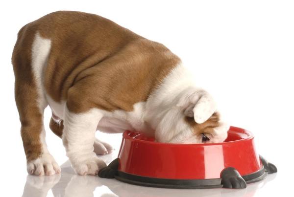 Cambiar de comida para perros paso a paso - Algunos trucos para cambiar la comida de tu perro