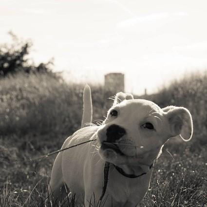 ¿Cuánto y con qué frecuencia debo alimentar a mi perro? ¿Con qué frecuencia debo alimentar a mi cachorro?