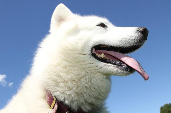 Cuánto y con qué frecuencia debo alimentar a mi perro - Cuánto debe comer un perro adulto