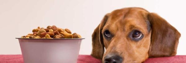 ¿Cuánto y con qué frecuencia debo alimentar a mi perro? ¿Con qué frecuencia debe comer un perro adulto?