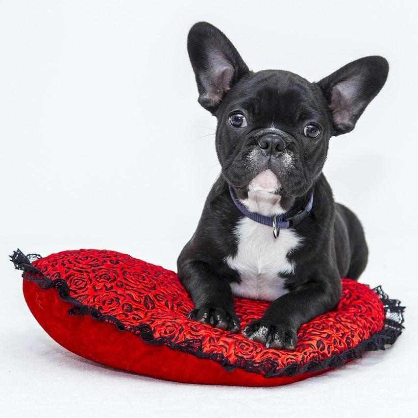 ¿Por Qué Mi Perro Le Tiene Miedo a Otros Perros? Consejos Para Afrontar El Miedo De Un Perro ¿por Qué Mi Perro Le Tiene Miedo a Otros Perros?