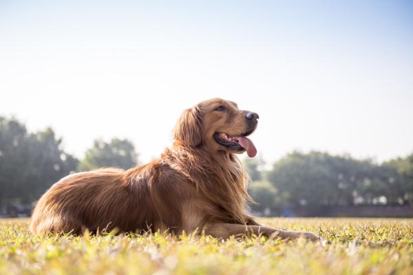 Nombres marathi para perros - Con significados -