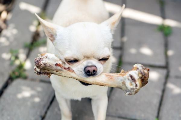 ¿Cuánta comida debe comer un chihuahua? ¿Qué pasa con un chihuahua viejo?