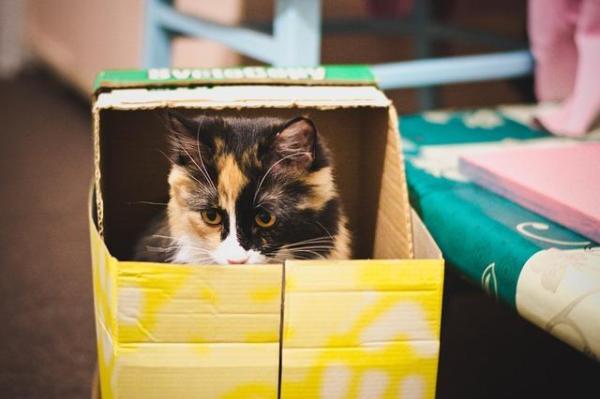 Los 5 juguetes que más les gustan a los gatos - Cajas de cartón