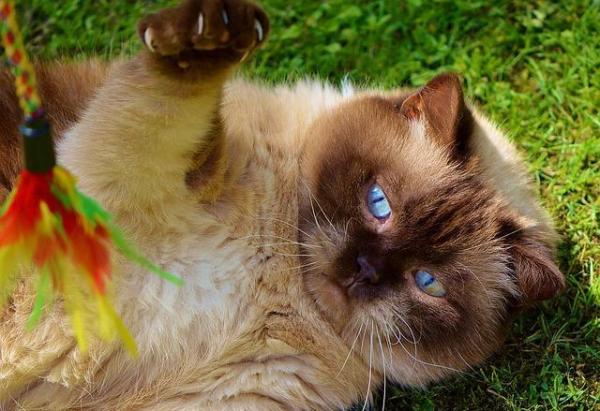 Los 5 juguetes que más les gustan a los gatos - Plumeros