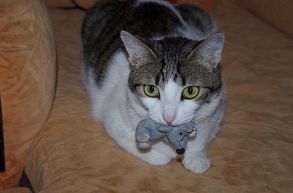 Los 5 juguetes que más les gustan a los gatos - Ratones de peluche