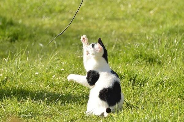 Los 5 juguetes que más les gustan a los gatos: cinta métrica o cuerda