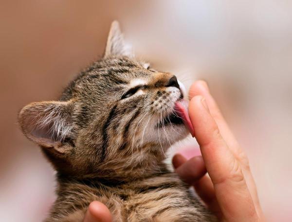 Los 5 juguetes que más les gustan a los gatos: algo a tener en cuenta...