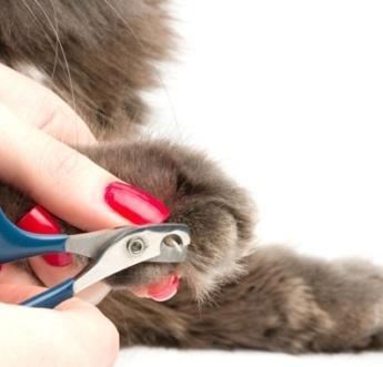 Cómo recortar las garras de tu gato - Cómo recortar las garras de tu gato y qué utilizar