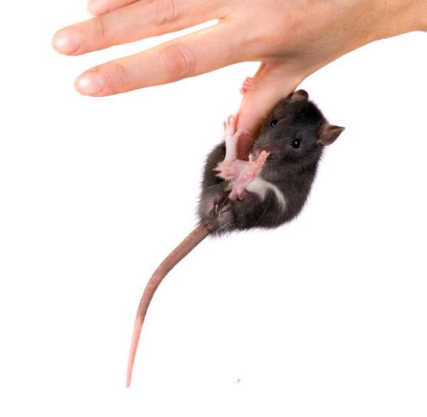 ¿Por qué me muerde mi rata? - ¿Tu rata se siente bien?