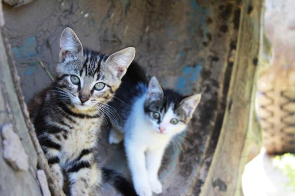 Nombres bengalíes para gatos - con significados - Nombres fascinantes para gatos