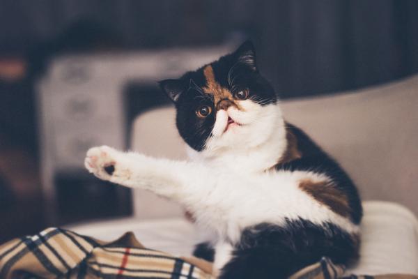 Nombres bengalíes para gatos - con significados - Los mejores nombres bengalíes para gatos
