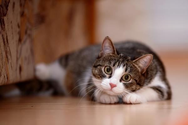 Nombres bengalíes para gatos - con significados - Otros nombres bengalíes para gatitos