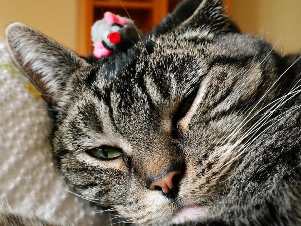 Juguetes para gatos: Ideas y consejos para jugar con tu gato - Gato y ratón