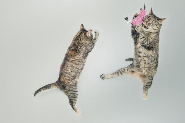 Juguetes para gatos: Ideas y consejos para jugar con tu gato - Juguetes con hilo