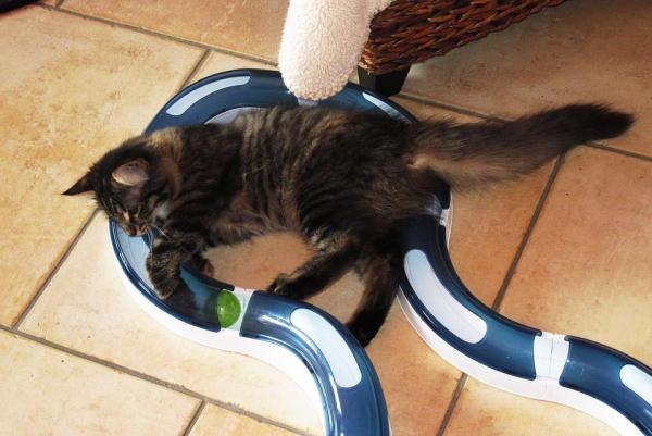 Juguetes para Gatos: Ideas y Consejos para Jugar con tu Gato - Juegos de inteligencia para gatos