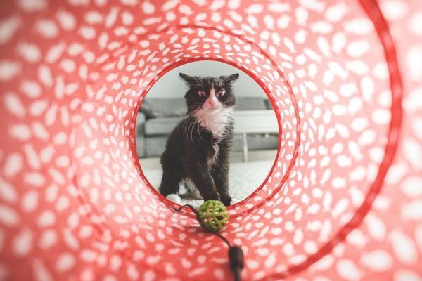 Juguetes para gatos: Ideas y consejos para jugar con tu gato - Curso de desafío de juguetes