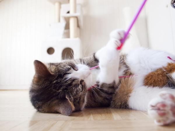 Juguetes para gatos: Ideas y consejos para jugar con tu gato - ¿Por qué es tan importante su presencia?