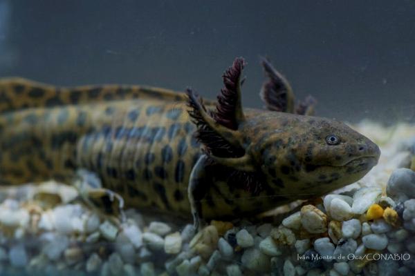 Diferentes tipos de salamandra - Salamandra de Anderson (Ambystoma andersoni)