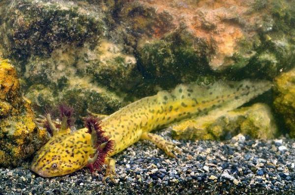 Diferentes tipos de salamandra: salamandra de Taylor (Ambystoma taylori)