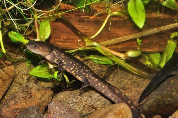Diferentes tipos de salamandra - Salamandra de arroyo de Michoacán (Ambystoma rivulare)