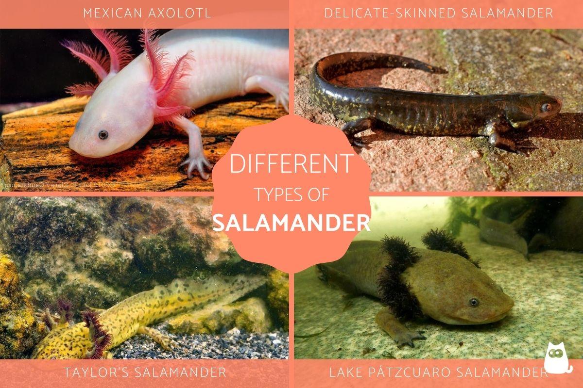 Diferentes Tipos De Salamandra