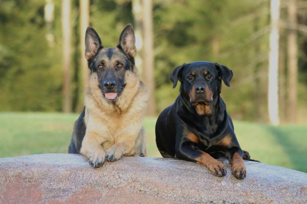 Nombres punjabíes para perros - Perros: Nuestros mejores amigos