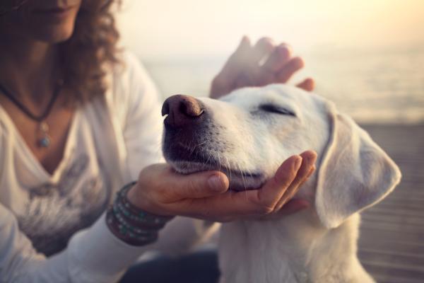 Nombres punjabíes para perros: ¿cómo llamar a un perro excepcional?