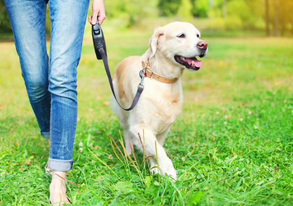 Nombres punjabíes para perros - Nombres para perros activos