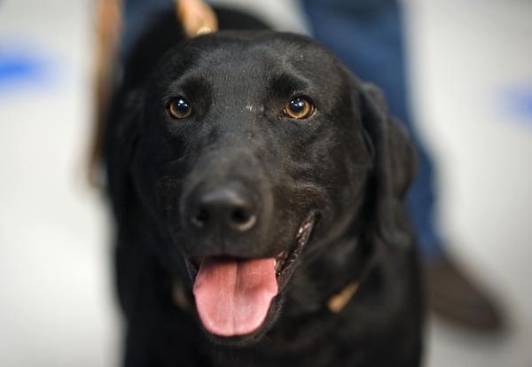 Nombres punjabíes para perros: ¿cuál es el nombre perfecto para tu perro?