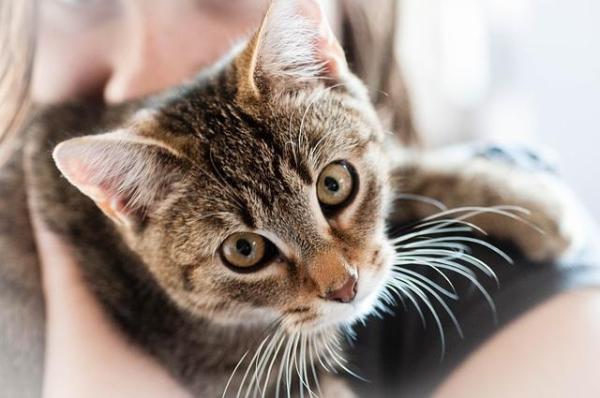 Cuidando gatos mayores - Cuidando a un gato mayor en casa