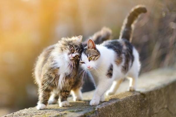 Nombres hindi para gatas - Con significado - Los nombres perfectos