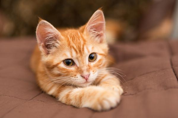Nombres hindi para gatas - Con significados - ¿Qué hay en un nombre?