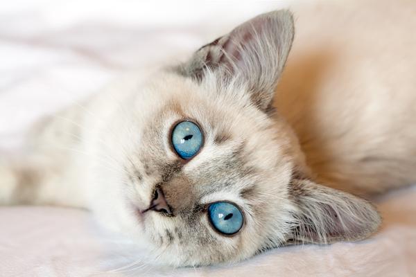 Nombres hindi para gatas - Con significados - Ponle un nombre a tu gato: algunos consejos