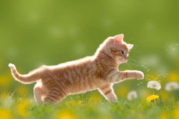 Nombres hindi para gatas - Con significados - Tomar una decisión acertada para un gato que lo sabe todo