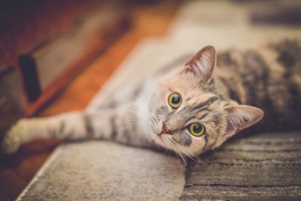 Nombres hindi para gatas - Con significados - Apodos felinos para tu gato