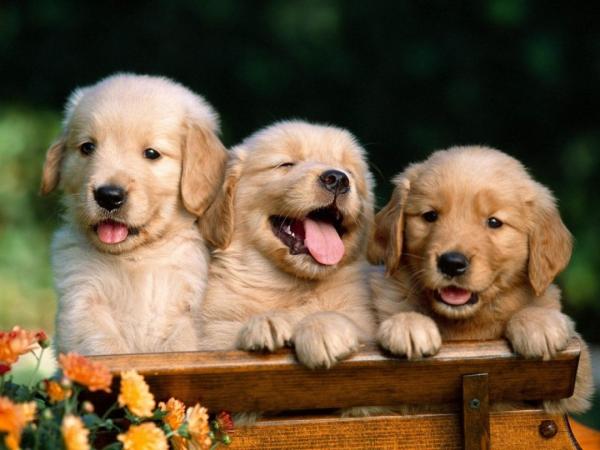 Nombres escoceses para perros - Con significados - Nombres escoceses para perros machos